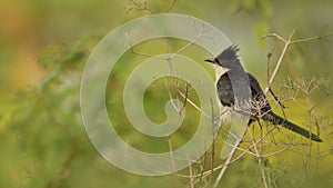 The Jacobin cuckoo, pied cuckoo, or pied crested cuckoo