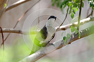 Jacobin Cuckoo, Pied Cuckoo or Pied Crested Cuckoo