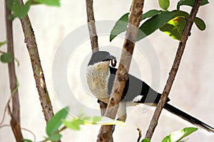 Jacobin Cuckoo, Pied Cuckoo or Pied Crested Cuckoo