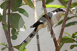 Jacobin Cuckoo, Pied Cuckoo or Pied Crested Cuckoo