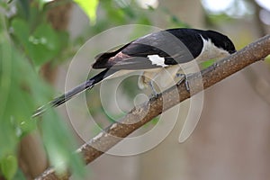 Jacobin Cuckoo, Pied Cuckoo or Pied Crested Cuckoo