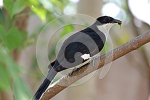 Jacobin Cuckoo, Pied Cuckoo or Pied Crested Cuckoo