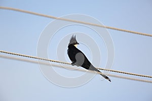 Jacobin Cuckoo, Pied Cuckoo or Pied Crested Cuckoo