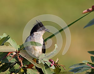 Jacobin cuckoo (Clamator jacobinus)