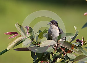 Jacobin cuckoo (Clamator jacobinus) photo