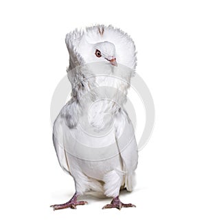 Jacobin pigeon also known as a fancy pigeon or capucin pigeon lo