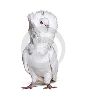 Jacobin pigeon also known as a fancy pigeon or capucin pigeon lo photo