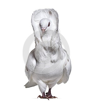Jacobin pigeon also known as a fancy pigeon or capucin pigeon st photo