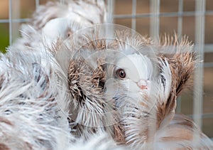 Jacobin pigeon breed at a bird show in Ukraine