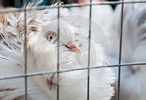 Jacobin pigeon breed at a bird show in Ukraine