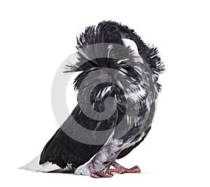 Jacobin pigeon or capucin pigeon against white background