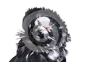 Jacobin pigeon portrait against white background