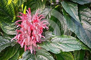 jacobinia carnea flower