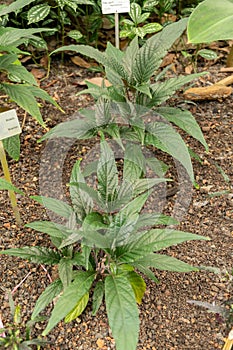 Jacobinia Carnea plant in Zurich in Switzerland