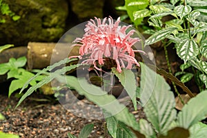 Jacobinia Carnea plant in Zurich in Switzerland