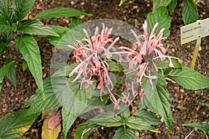 Jacobinia Carnea plant in Zurich in Switzerland