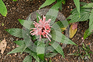 Jacobinia Carnea plant in Zurich in Switzerland