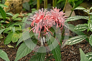 Jacobinia Carnea plant in Zurich in Switzerland