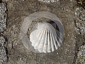 Jacobs scallop symbol of St Jacob of Compostella pilgrimage trail