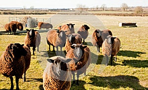 Jacobs Sheep, Early Spring Sunshine.