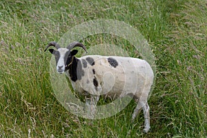 A Jacobs sheep in long grass