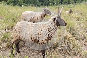 Jacobs sheeps photo