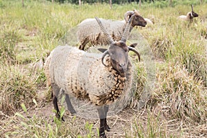 Jacobs sheeps photo