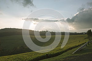 Green Tea Leaves Plants Vegetation Field Meadows Estate Farming Framers Nature Landscapes Limuru Kiambu County Central Province photo