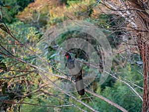 Jacu perched on tree in the forest