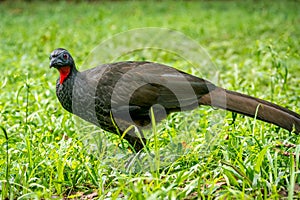 Jacu typical guan jacquacu birds