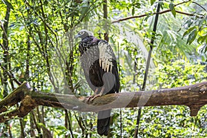Jacutinga, Parque das Aves, Foz do Iguacu, Brazil. photo