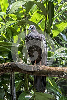Jacutinga, Parque das Aves, Foz do Iguacu, Brazil.