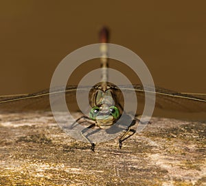 Jade Clubtail