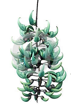 Jade or Emerald vine flower (Strongylodon macrobotrys) in Guatemala