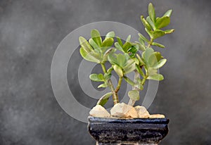 Jade flower progressing to bonsai