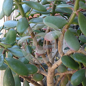 Jade leaves and branches. tree