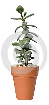 Jade plant