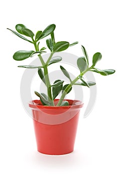 Jade Plant