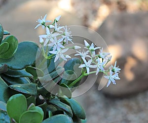 Jade Plant In Bloom