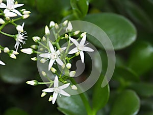 Jade Plant In Bloom
