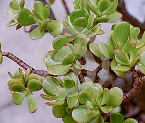 Jade plant, Crassula Ovata