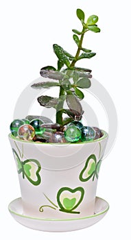 Jade plant (Crassula ovata), isolated