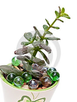 Jade plant (Crassula ovata), isolated
