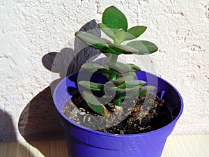 Jade plant Crassula ovata plant in a hotchpotch