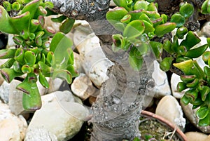 Jade plant (Crassula ovata) in a pot as bonsai