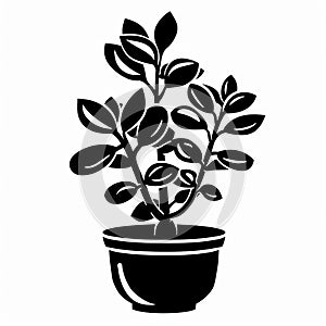 Jade plant (Crassula ovata) Pot Plant Icon Set, Crassula ovata Plant Flat Design, Jade plant Symbols