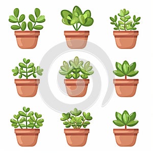 Jade plant (Crassula ovata) Pot Plant Icon Set, Crassula ovata Plant Flat Design, Jade plant Symbols