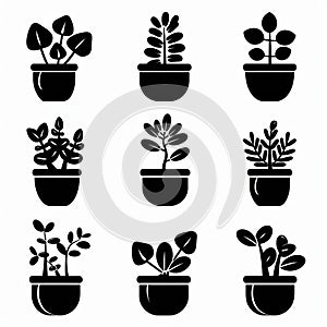 Jade plant (Crassula ovata) Pot Plant Icon Set, Crassula ovata Plant Flat Design, Jade plant Symbols