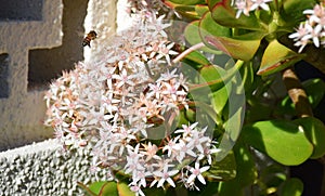 Jade plant or Crassula ovate