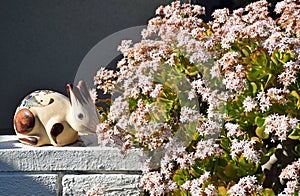 Jade plant or Crassula ovate photo